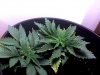 Snapshot_20100814_3.jpg