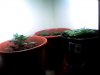 Snapshot_20100814_5.jpg