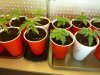 august 2010 seedlings 005.jpg