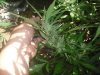 bigger krypto bud 14 aug.jpg