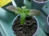 seedling1.jpg