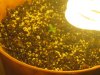 Day 2 - Plant 1.jpg