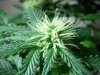 Jack Herer (21).jpg