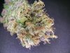 420pinkyc.jpg