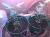 clones day 36.jpg