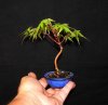 73 mame japanese maple.jpg