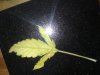 dying leaf.jpg