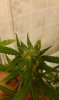 clones 060.jpg