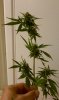 clones 054.jpg