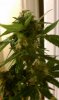 clones 055.jpg