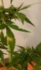 clones 057.jpg