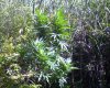 gallery_28785_1553_24200.jpg