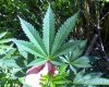 med_gallery_28785_1553_177201.jpg