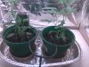 clones day 38.jpg