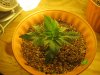 Day 12 - Plant 2.jpg