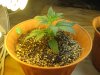 Day 13 - Plant 1.jpg