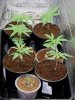 Clones G2 17 days old.jpg