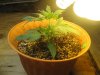 Day 14 - Plant 1.jpg