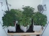 1 week 12-12-grow 019.jpg