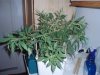 1 week 12-12-grow 008.jpg