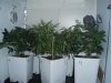 1 week 12-12-grow 020.jpg