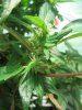 G.G clone budding with FAT calyx's!.jpg