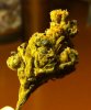 Bill's CCK Nug2.jpg