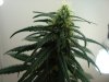 whitewidow824106.jpg