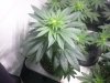 Cataract Kush week6-flowering2.jpg