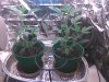 clones day 41.jpg