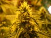 Jack Herer (1).jpg