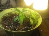 Day 16 - Plant 1.jpg