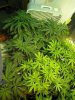 week 3 flowering 012.jpg