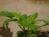 PICT0071.jpg