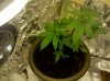 IMG_20100828_120742.jpg