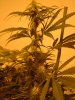 sour diesel, great white, day 18 004.jpg