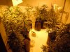 sour diesel, great white, day 18 001.jpg