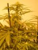 sour diesel, great white, day 18 012.jpg