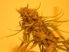 sour diesel, great white, day 18 013.jpg