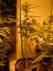 sour diesel, great white, day 18 007.jpg