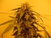 sour diesel, great white, day 18 015.jpg