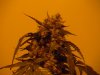 sour diesel, great white, day 18 016.jpg