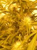 sour diesel, great white, day 18 005.jpg