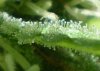 9-2  bd 006 trichs.jpg