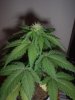 kush5 026.jpg