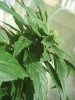 G.G clone side cola.jpg