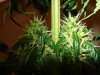 day 34 of flowering set 6 017.jpg