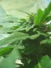 G.G clone big cola.jpg