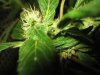 G.G clone budsite profile.jpg