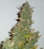 day55-bud-afghan.jpg